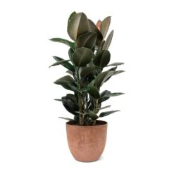 Ficus Elastica Abidjan - Burgundy Rubber Plant -Plant potted plants Ficus elastica Abidjan Rubber Plant Bola Artstone Plant Pot Oak