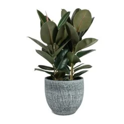 Ficus Elastica Abidjan - Burgundy Rubber Plant -Plant potted plants Ficus elastica Abidjan Rubber Plant Karlijn Plant Pot Anthracite 5473e867 458c 4508 b4e0 e6c7c4d936ac