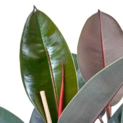 Ficus Elastica Abidjan - HydroCare -Plant potted plants Ficus elastica Abidjan Rubber Plant Leaves 0a9b4913 6ce8 4055 baa8 19c6181f930f