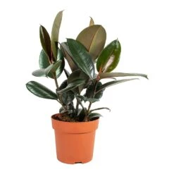Ficus Elastica Abidjan - Burgundy Rubber Plant -Plant potted plants Ficus elastica Abidjan Rubber Plant Medium