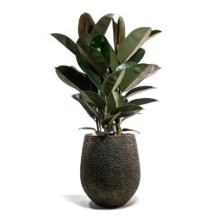 Opus Hit Darcy Planter - Gold 36 Opus Hit Darcy Planter - Gold -Plant potted plants Ficus elastica Abidjan Rubber Plant Opus Hit Darcy Planter Gold