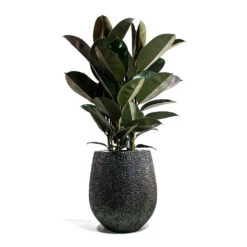 Opus Hit Darcy Planter - Silver -Plant potted plants Ficus elastica Abidjan Rubber Plant Opus Hit Darcy Planter Silver