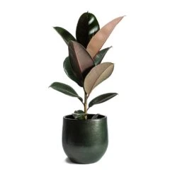 Zembla Plant Pot - Green -Plant potted plants Ficus elastica Abidjan Rubber Plant Zembla Plant Pot