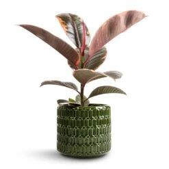Ficus Elastica Belize - Pink Rubber Plant -Plant potted plants Ficus elastica Belize Pink Rubber Plant 12x40cm Flor Plant Pot Green 14x12cm