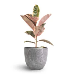 Ficus Elastica Belize - Pink Rubber Plant -Plant potted plants Ficus elastica Belize Pink Rubber Plant 17x60cm Bola Artstone Plant Pot Grey 23x20cm 23e85bd4 ab1c 40c0 a6c2 ba3f79e8e97e