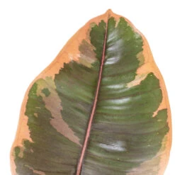Ficus Elastica Belize - Pink Rubber Plant -Plant potted plants Ficus elastica Belize Pink Rubber Plant DETAIL 2