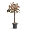 Ficus Elastica Belize - Pink Rubber Plant - Straight Stem