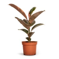 Ficus Elastica Belize - Pink Rubber Plant -Plant potted plants Ficus elastica Belize Rubber Plant 12x30cm
