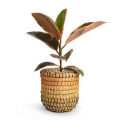 Ficus Elastica Belize - Pink Rubber Plant -Plant potted plants Ficus elastica Belize Rubber Plant 12x30cm Jane Plant Baskets Set5 Desert 9fa23719 32be 4429 99cd 0e38988e113d