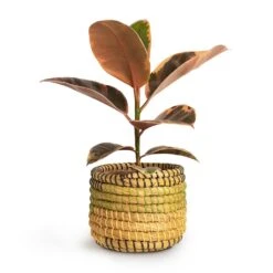 Ficus Elastica Belize - Pink Rubber Plant -Plant potted plants Ficus elastica Belize Rubber Plant 12x30cm Jane Plant Baskets Set5 Jungle f0822338 621c 45b8 81de 355c98e6b3a8
