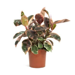 Ficus Elastica Belize - Pink Rubber Plant -Plant potted plants Ficus elastica Belize Rubber Plant 21cm