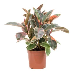 Ficus Elastica Belize - Pink Rubber Plant -Plant potted plants Ficus elastica Belize Rubber Plant
