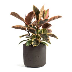 Ficus Elastica Belize - Pink Rubber Plant -Plant potted plants Ficus elastica Belize Rubber Plant Charlie Plant Pot Ash Brown