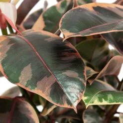 Ficus Elastica Belize - Pink Rubber Plant -Plant potted plants Ficus elastica Belize Rubber Plant Close Up