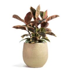 Ryan Plant Pot - Sand Gold -Plant potted plants Ficus elastica Belize Rubber Plant Ryan Plant Pot Sand Gold 7bef99b7 5b03 435b 8ad8 0b45e4cee94a
