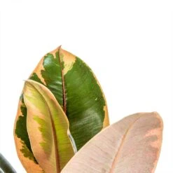 Ficus Elastica Belize - Pink Rubber Plant -Plant potted plants Ficus elastica Belize Rubber Plant close up 0035ad7c 3f8e 49af a7d0 e29fc0cbea5d