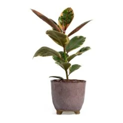 Ficus Elastica Belize - Pink Rubber Plant -Plant potted plants Ficus elastica Belize Rubber Plant kaat pink plant pot