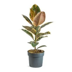Ficus Elastica Belize - Pink Rubber Plant -Plant potted plants Ficus elastica Belize Rubber Plant a5a37ed3 66d4 4d5e b4ba 03562ce5e9b7