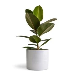 Ficus Elastica Robusta - Rubber Plant 25 Ficus Elastica Robusta - Rubber Plant -Plant potted plants Ficus elastica Melany Rubber Plant 14x45cm Hadleigh Plant Pot White 20x17.5cm 52335388 022e 4750 9c9f 54efbba9ea0a