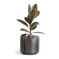 Ficus Elastica Melany - Rubber Plant -Plant potted plants Ficus elastica Melany Rubber Plant 14x45cm Thies Plant Pot Anthracite 19x17cm