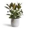 Ficus Elastica Melany - Rubber Plant -Plant potted plants Ficus elastica Melany Rubber Plant 19x55cm Duncan Plant Pot Cement 23x22cm