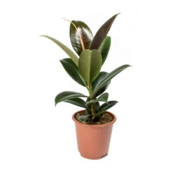 Ficus Elastica Melany - Rubber Plant -Plant potted plants Ficus elastica Melany Rubber Plant