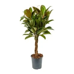 Ficus Elastica Melany - Rubber Plant - Multi Stem -Plant potted plants Ficus elastica Melany Rubber Plant Braided Stem