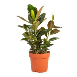 Ficus Elastica Melany - Rubber Plant -Plant potted plants Ficus elastica Melany Rubber Plant Medium