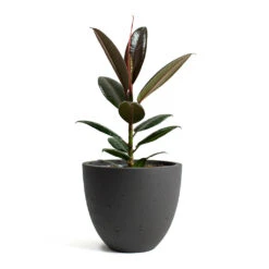 Mini Jesslyn Plant Pot - Black Washed 20 Mini Jesslyn Plant Pot - Black Washed -Plant potted plants Ficus elastica Melany Rubber Plant Mini Jesslyn Plant Pot Black Washed