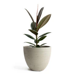 Mini Jesslyn Plant Pot - Grey Washed -Plant potted plants Ficus elastica Melany Rubber Plant Mini Jesslyn Plant Pot Grey Washed