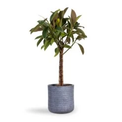 Angle Cylinder Plant Pot - Grey 13 Angle Cylinder Plant Pot - Grey -Plant potted plants Ficus elastica Melany Rubber Plant Multi Stem 21x80cm Angle Cylinder Plant Pot Grey 24x24cm
