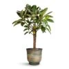 Ficus Elastica Melany - Rubber Plant - Multi Stem -Plant potted plants Ficus elastica Melany Rubber Plant Multi Stem 21x90cm Aico Plant Pot Shiny Blue 28x25cm 2c07358d 0dff 464c 9ddb 048b1206e2a4