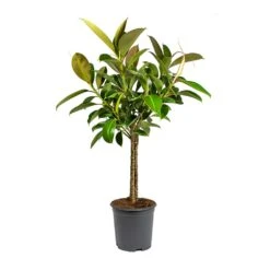 Ficus Elastica Melany - Rubber Plant - Multi Stem -Plant potted plants Ficus elastica Melany Rubber Plant Multi Stem