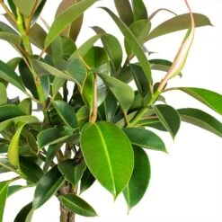 Ficus Elastica Melany - Rubber Plant - Multi Stem -Plant potted plants Ficus elastica Melany Rubber Plant Multi Stem Leaves