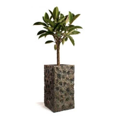 Ficus Elastica Melany - Rubber Plant - Multi Stem -Plant potted plants Ficus elastica Melany Rubber Plant Multi Stem Luxe Lite Moon Square Planter Bronze 135692df b6c8 41c7 a0b0 a19c32a2c0a4