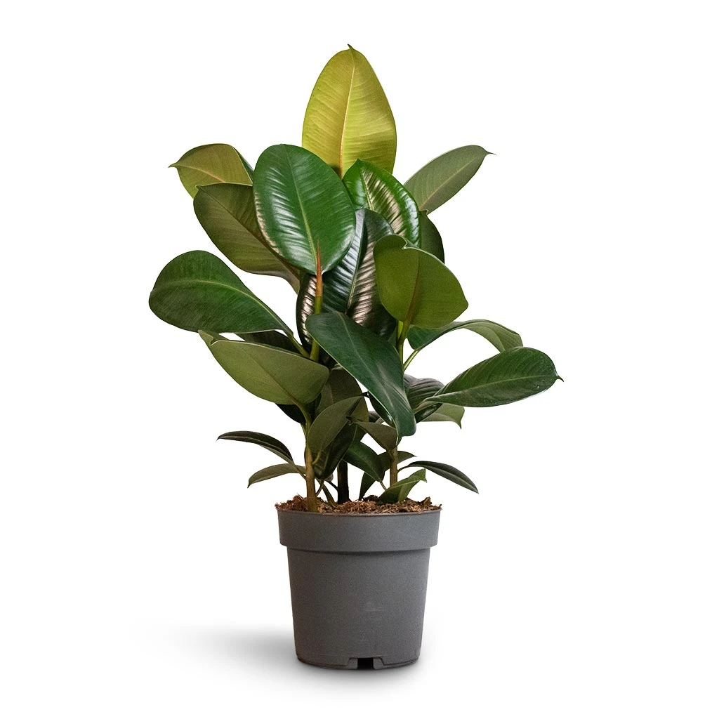 Ficus Elastica Robusta - Rubber Plant 9 Ficus Elastica Robusta - Rubber Plant - Image 7
