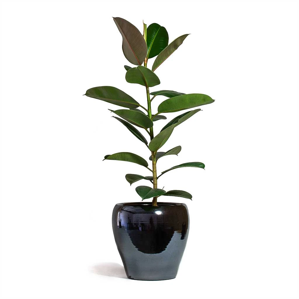 Amora Plant Pot - Anthracite Mirror 6 Amora Plant Pot - Anthracite Mirror - Image 4