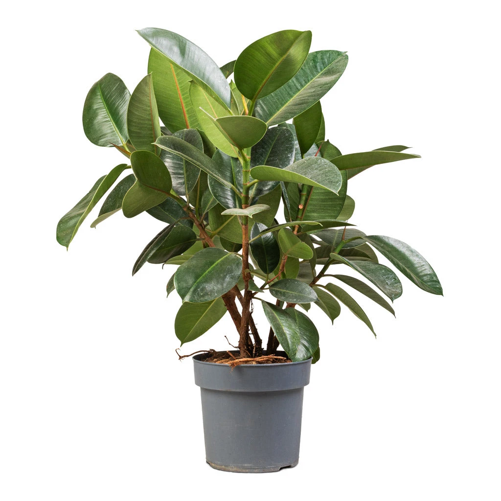 Ficus Elastica Robusta - Rubber Plant 16 Ficus Elastica Robusta - Rubber Plant - Image 14
