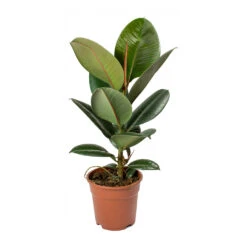 Ficus Elastica Robusta - Rubber Plant 41 Ficus Elastica Robusta - Rubber Plant -Plant potted plants Ficus elastica Robusta Rubber Plant
