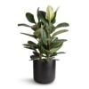 Ficus Elastica Robusta - Rubber Plant -Plant potted plants Ficus elastica Robusta Rubber Plant 24x80cm Lisbon Plant Pot Anthracite 26x26cm 15863bd8 1d64 4b63 a016 9ec33053b16b