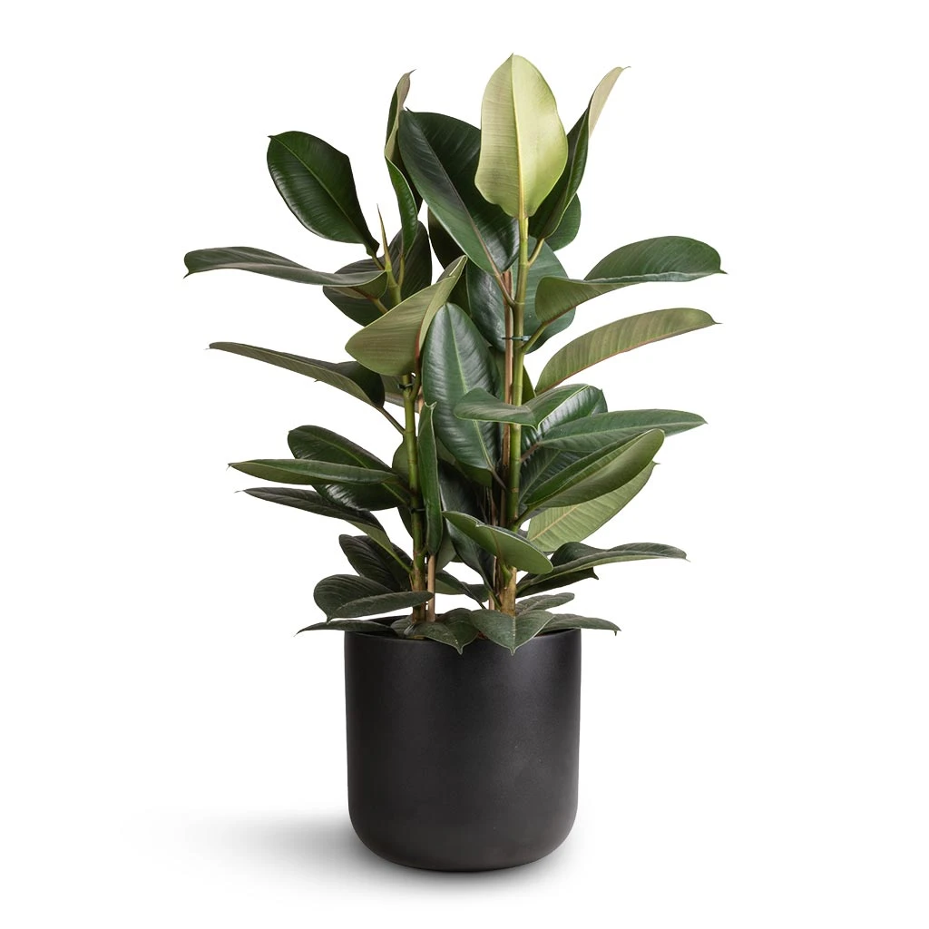 Ficus Elastica Robusta - Rubber Plant 3 Ficus Elastica Robusta - Rubber Plant