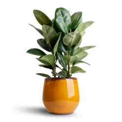 Ficus Elastica Robusta - Rubber Plant 33 Ficus Elastica Robusta - Rubber Plant -Plant potted plants Ficus elastica Robusta Rubber Plant 24x90cm Charlotte Plant Pot Spiced Ochre 33x30cm