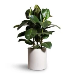 Max Refined Planter - Natural White -Plant potted plants Ficus elastica Robusta Rubber Plant 24x90cm Max Refined Planter Natural White 29x29.5cm 2 a8c0d06e 6ccd 464a a80f fe6db16c8f8f