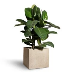 Raindrop Cube Planter - Stone 25 Raindrop Cube Planter - Stone -Plant potted plants Ficus elastica Robusta Rubber Plant 24x90cm Raindrop Cube Planter Stone 30x30x27cm 2 c084050f 2079 4424 81d7 1eaa0e84923c