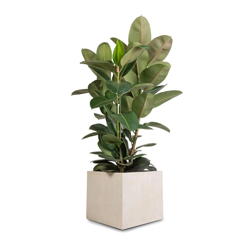 Ficus Elastica Robusta - Rubber Plant 19 Ficus Elastica Robusta - Rubber Plant - Image 17