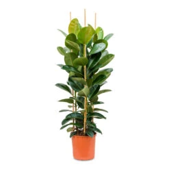 Ficus Elastica Robusta - Rubber Plant 39 Ficus Elastica Robusta - Rubber Plant -Plant potted plants Ficus elastica Robusta Rubber Plant 35x160cm