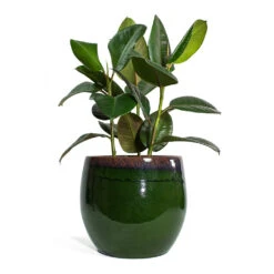 Ficus Elastica Robusta - Rubber Plant 40 Ficus Elastica Robusta - Rubber Plant -Plant potted plants Ficus elastica Robusta Rubber Plant Charlotte Plant Pot Green