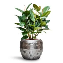 Ficus Elastica Robusta - Rubber Plant - HydroCare -Plant potted plants Ficus elastica Robusta Rubber Plant HydroCare Opus Raw Couple Planter Silver