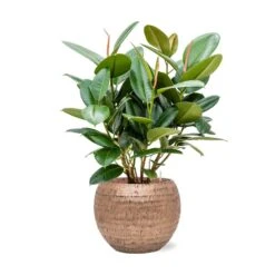 Ficus Elastica Robusta - Rubber Plant - HydroCare -Plant potted plants Ficus elastica Robusta Rubber Plant Hydroculture Opus Hammered Globe Planter Gold