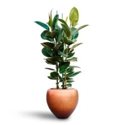 Metallic Couple Plant Pot - Matt Copper -Plant potted plants Ficus elastica Robusta Rubber Plant HydrocultureMetallic Couple Plant Pot Matt Copper b60f0eae b9ef 44a5 84c2 309f7ffd6a61